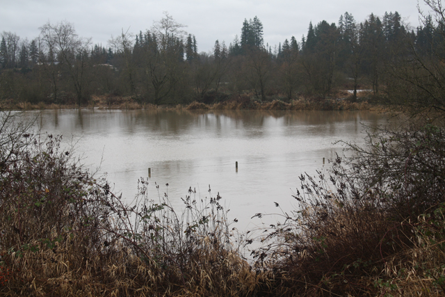 Fort Langley floodplain (from Glover), Jan. 11, 2014