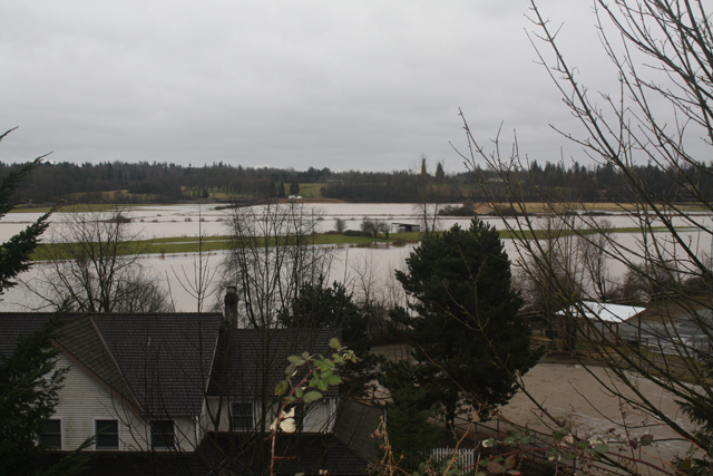 Fort Langley floodplain (Hudson Bay Rd.), Jan. 11, 2014